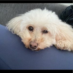 Meet your Posher, Isabella